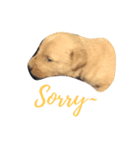the little dogs（個別スタンプ：4）