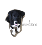 the little dogs（個別スタンプ：6）