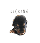 the little dogs（個別スタンプ：7）