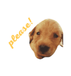 the little dogs（個別スタンプ：8）