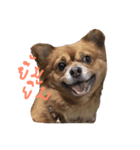Mommam The dog（個別スタンプ：1）