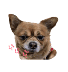 Mommam The dog（個別スタンプ：2）