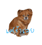 Mommam The dog（個別スタンプ：4）