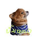Mommam The dog（個別スタンプ：5）