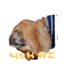 Mommam The dog（個別スタンプ：6）