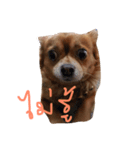 Mommam The dog（個別スタンプ：7）