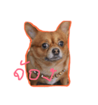 Mommam The dog（個別スタンプ：8）