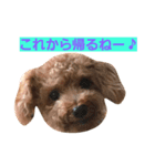 トイプードル Qちゃん③（個別スタンプ：2）