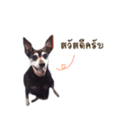 Garfill（個別スタンプ：1）