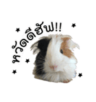 Rameng The Guinea pig（個別スタンプ：1）