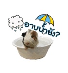 Rameng The Guinea pig（個別スタンプ：2）