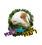 Rameng The Guinea pig（個別スタンプ：3）