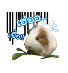 Rameng The Guinea pig（個別スタンプ：5）