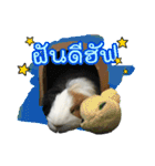 Rameng The Guinea pig（個別スタンプ：7）
