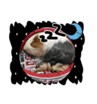 Rameng The Guinea pig（個別スタンプ：8）