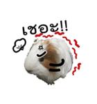 Rameng The Guinea pig（個別スタンプ：10）