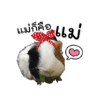 Rameng The Guinea pig（個別スタンプ：11）