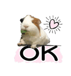 Rameng The Guinea pig（個別スタンプ：12）