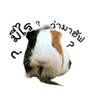 Rameng The Guinea pig（個別スタンプ：13）