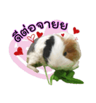 Rameng The Guinea pig（個別スタンプ：14）