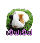 Rameng The Guinea pig（個別スタンプ：15）