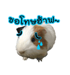 Rameng The Guinea pig（個別スタンプ：16）
