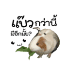 Rameng The Guinea pig（個別スタンプ：17）