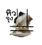 Rameng The Guinea pig（個別スタンプ：18）