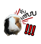 Rameng The Guinea pig（個別スタンプ：19）