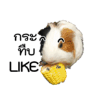 Rameng The Guinea pig（個別スタンプ：20）