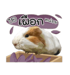 Rameng The Guinea pig（個別スタンプ：21）
