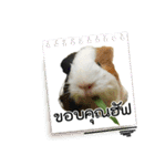 Rameng The Guinea pig（個別スタンプ：24）
