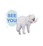 MORGAN THE SAMOYED（個別スタンプ：2）