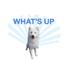 MORGAN THE SAMOYED（個別スタンプ：3）