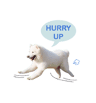 MORGAN THE SAMOYED（個別スタンプ：6）