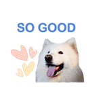 MORGAN THE SAMOYED（個別スタンプ：7）