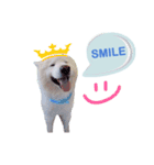 MORGAN THE SAMOYED（個別スタンプ：8）