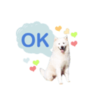 MORGAN THE SAMOYED（個別スタンプ：9）
