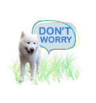 MORGAN THE SAMOYED（個別スタンプ：10）