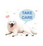 MORGAN THE SAMOYED（個別スタンプ：15）
