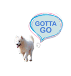 MORGAN THE SAMOYED（個別スタンプ：16）