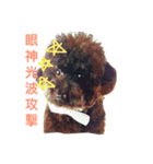 It is a crazy dog called Rocker.（個別スタンプ：1）