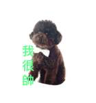 It is a crazy dog called Rocker.（個別スタンプ：3）