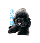It is a crazy dog called Rocker.（個別スタンプ：7）