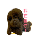 It is a crazy dog called Rocker.（個別スタンプ：8）