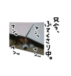 じゃじゃまる その1（個別スタンプ：4）
