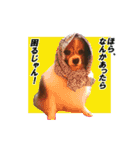 じゃじゃまる その1（個別スタンプ：12）