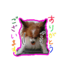 じゃじゃまる その1（個別スタンプ：14）