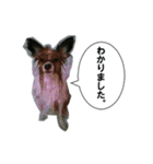 じゃじゃまる その1（個別スタンプ：16）