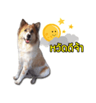 BOUNS ＆ BAIBUA（個別スタンプ：1）